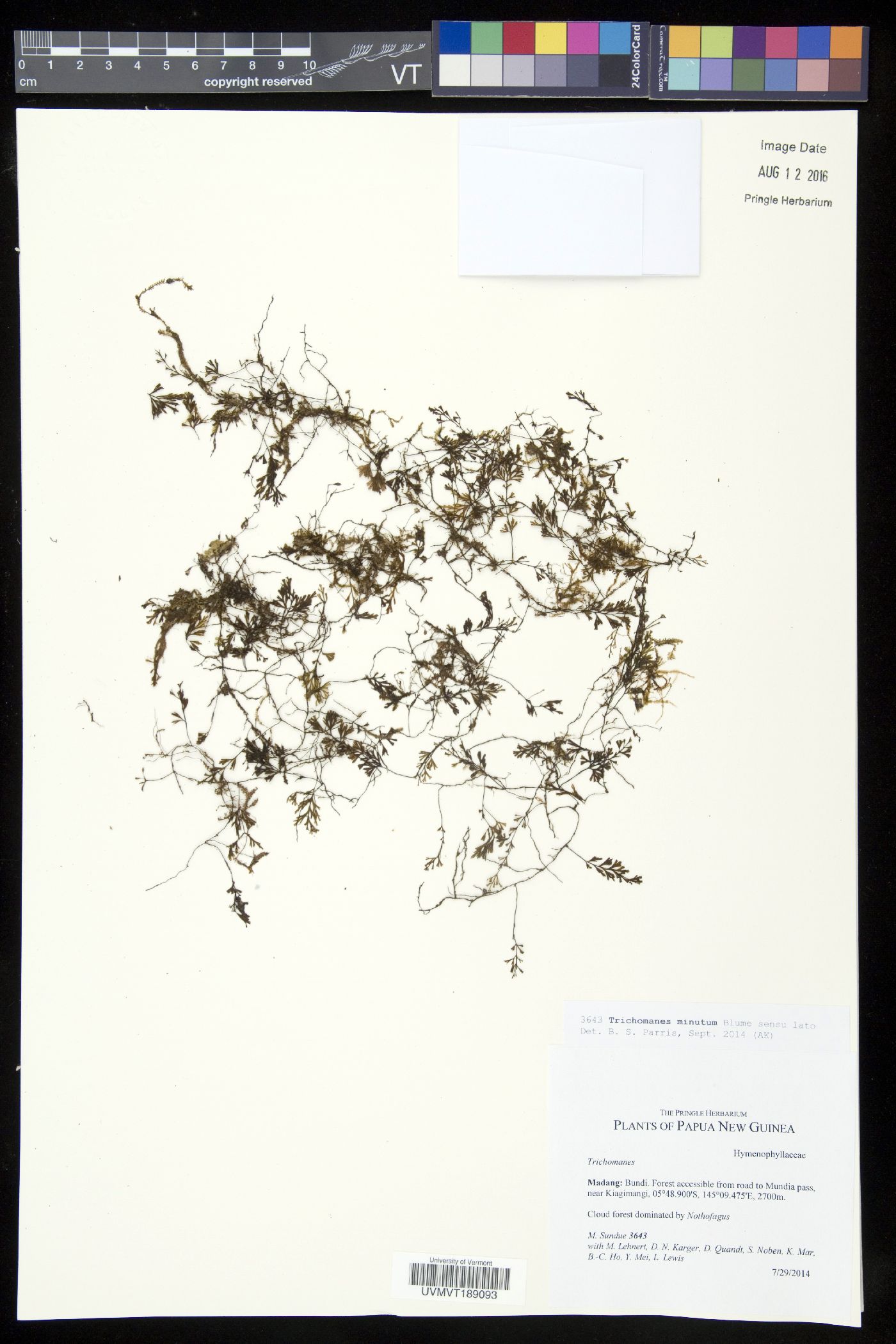 Trichomanes minutum image