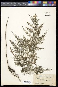 Trichomanes rigidum image