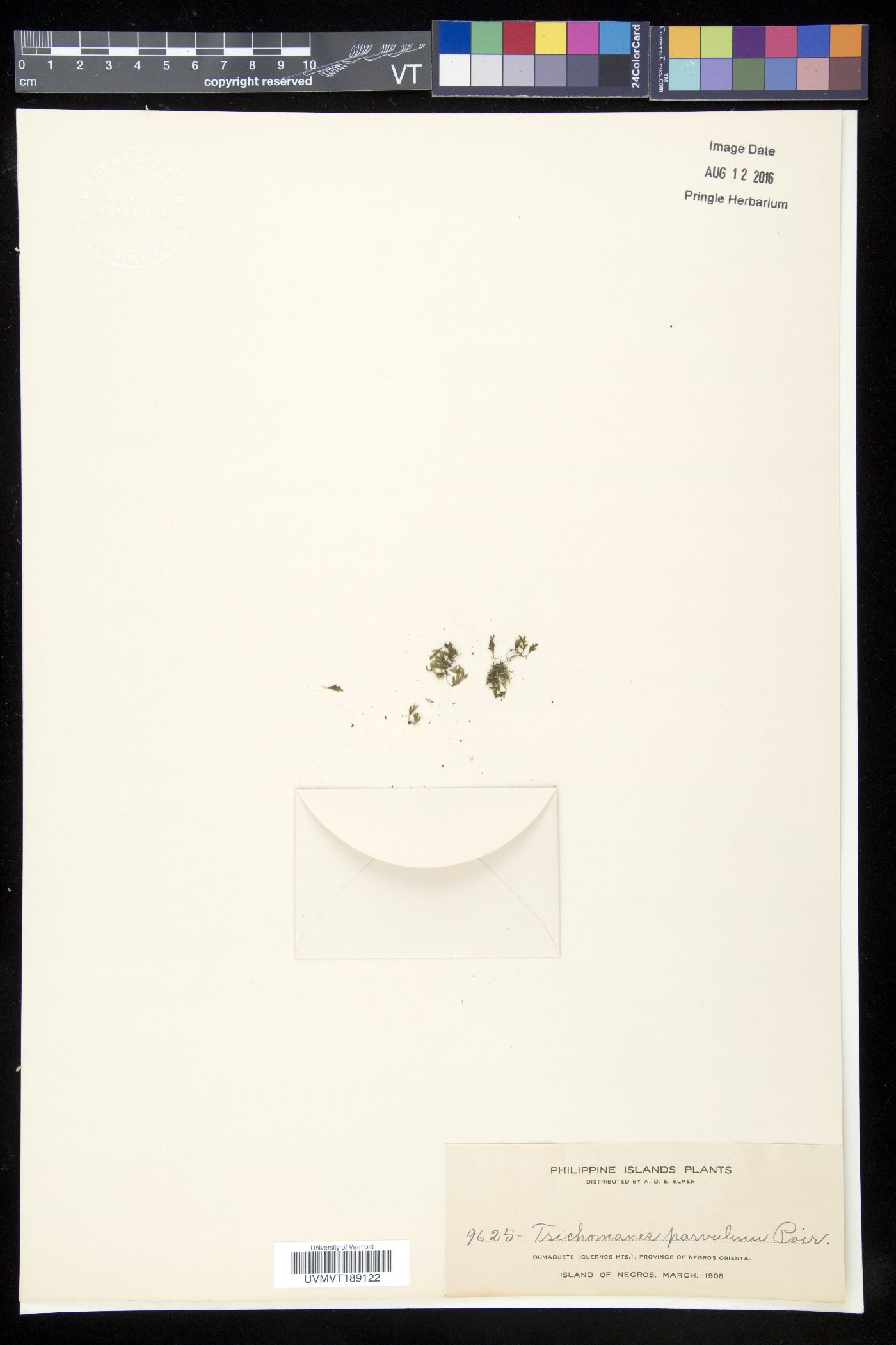 Crepidomanes humilis image