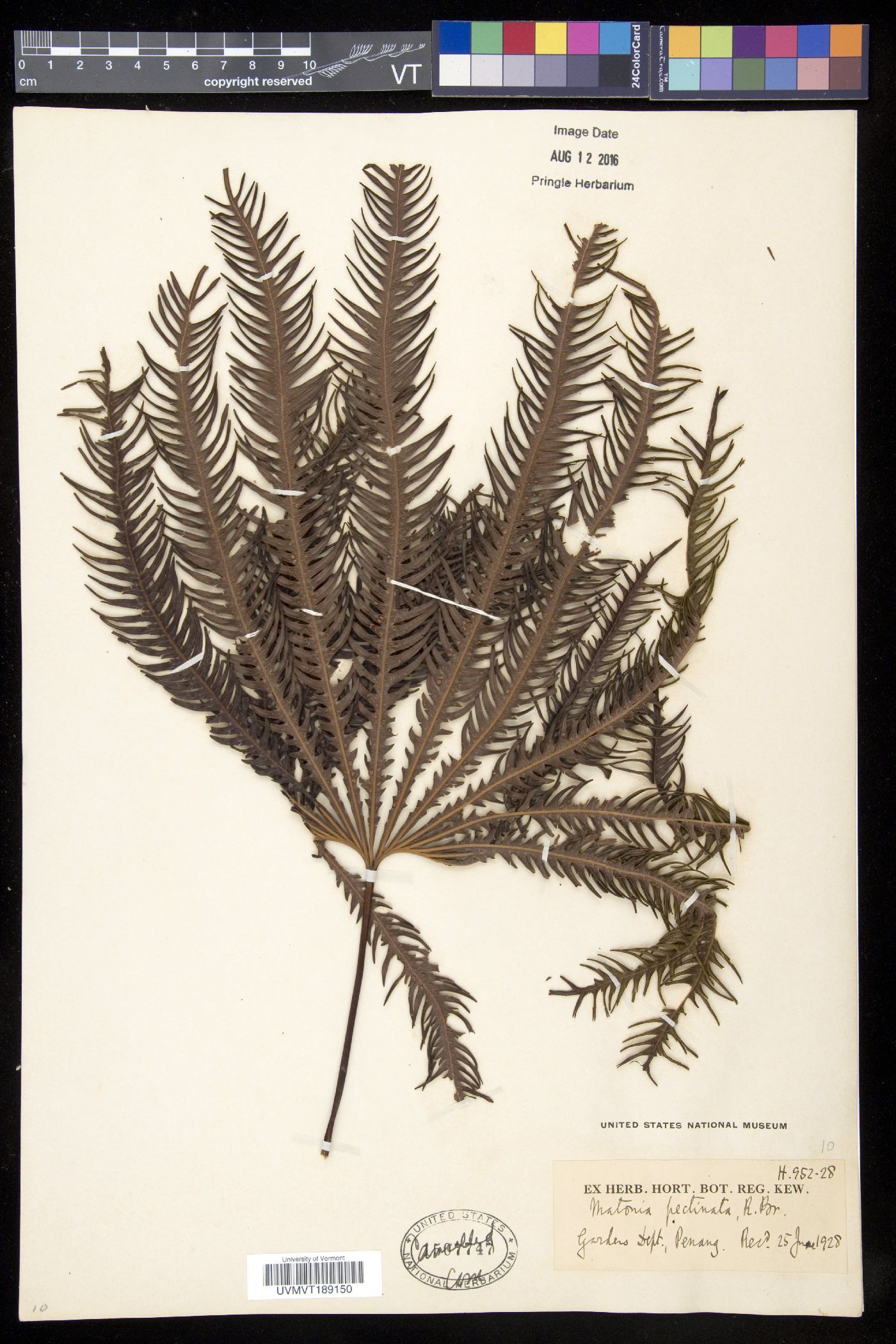 Matonia image