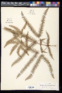 Dicranopteris flexuosa image