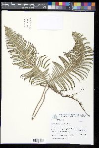 Dicranopteris nervosa image