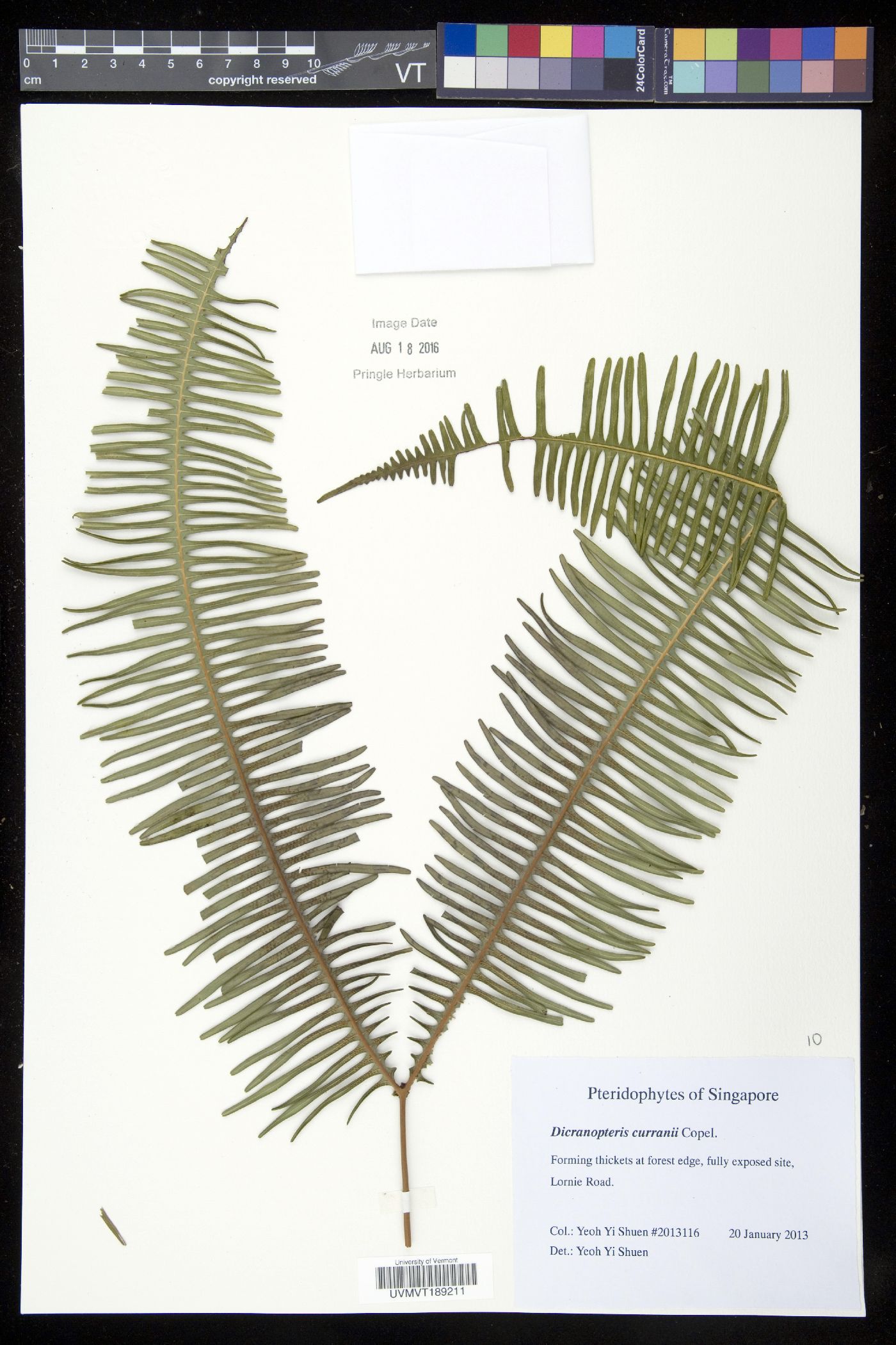 Dicranopteris curranii image
