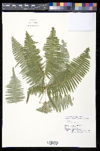 Dicranopteris curranii image