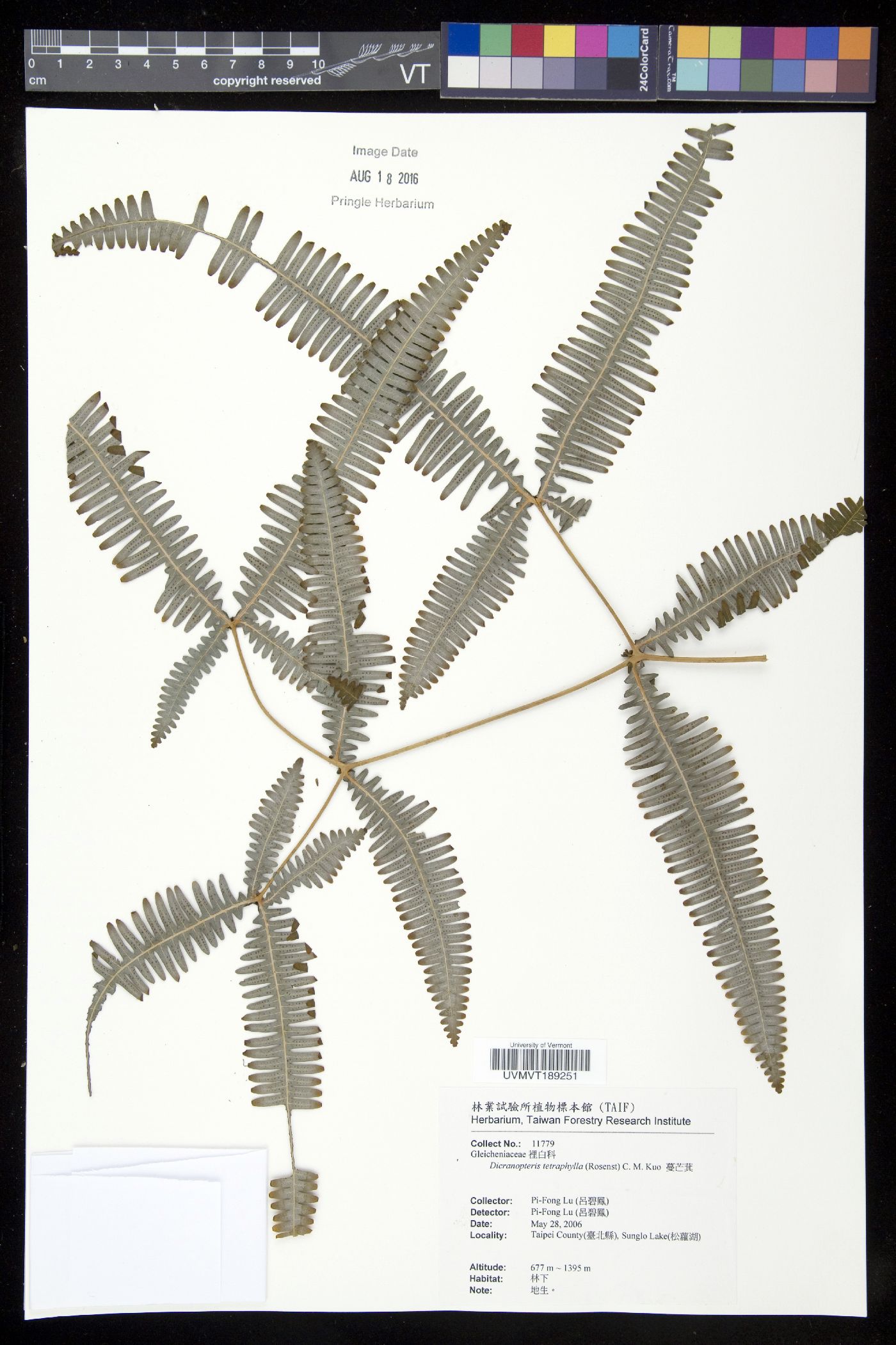 Dicranopteris tetraphylla image