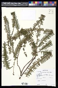 Sticherus rubiginosus image