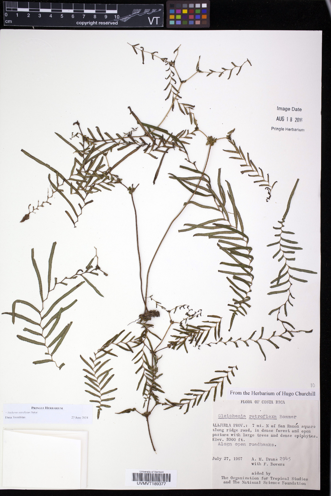 Sticherus retroflexus image
