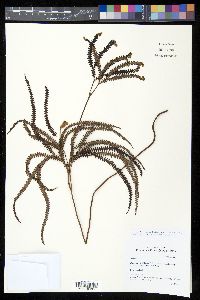 Sticherus bolanicus image