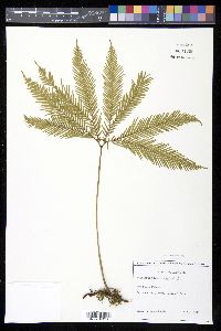 Sticherus flabellatus image
