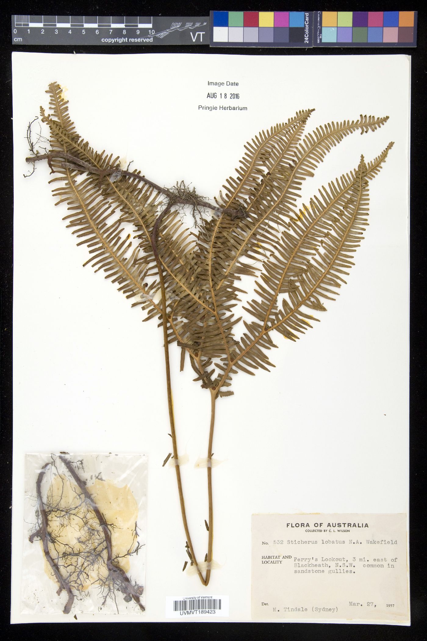 Sticherus lobatus image