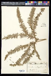 Media resource of Sticherus flagellaris