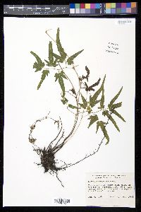 Lygodium mexicanum image
