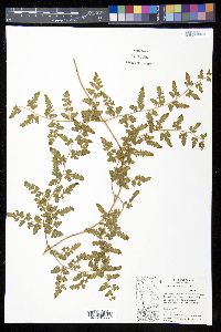 Lygodium venustum image