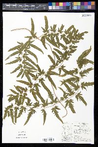 Lygodium venustum image