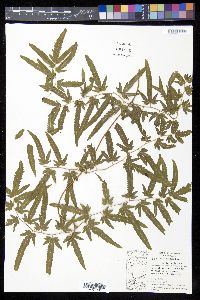 Lygodium venustum image