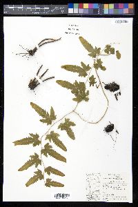 Lygodium venustum image