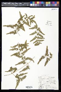 Lygodium venustum image