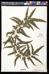 Lygodium venustum image