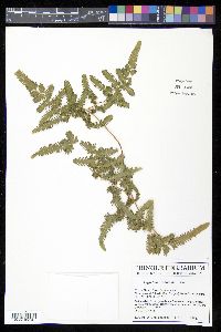 Lygodium venustum image