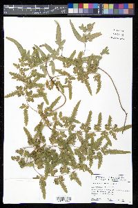 Lygodium venustum image
