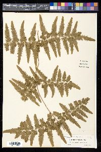 Lygodium venustum image