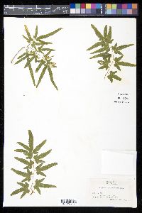 Lygodium venustum image