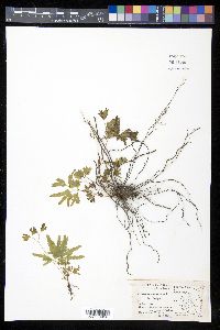 Lygodium mexicanum image