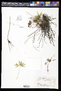 Lygodium mexicanum image