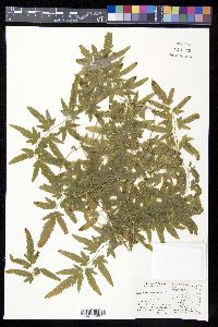 Lygodium mexicanum image