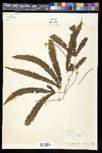 Lygodium radiatum image