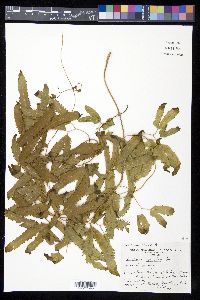 Lygodium venustum image