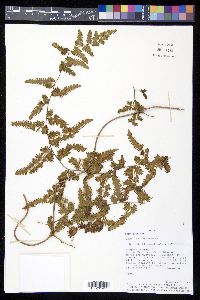 Lygodium venustum image