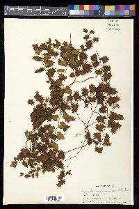 Lygodium scandens image