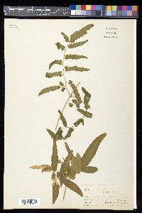 Lygodium salicifolium image