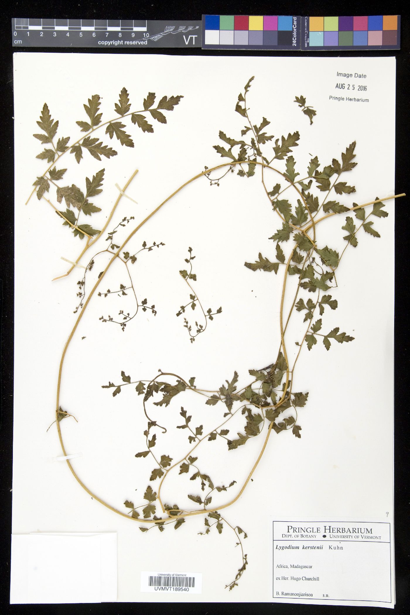Lygodium kerstenii image