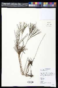 Schizaea dichotoma image