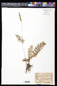 Anemia hirsuta image
