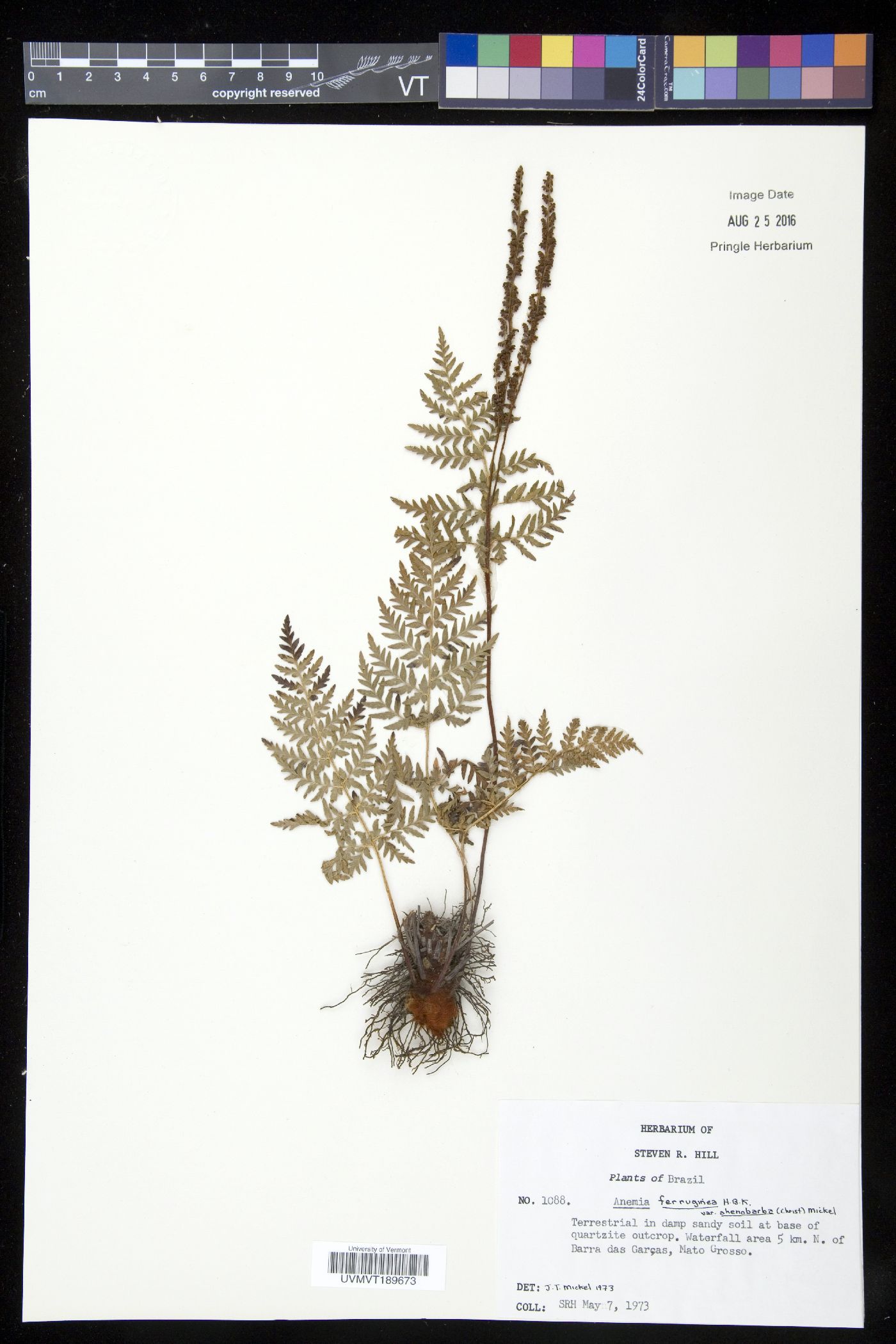 Anemia ferruginea var. ahenobarba image