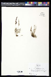Anemia buniifolia image