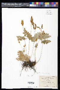 Anemia hirsuta image