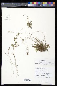 Anemia wrightii image
