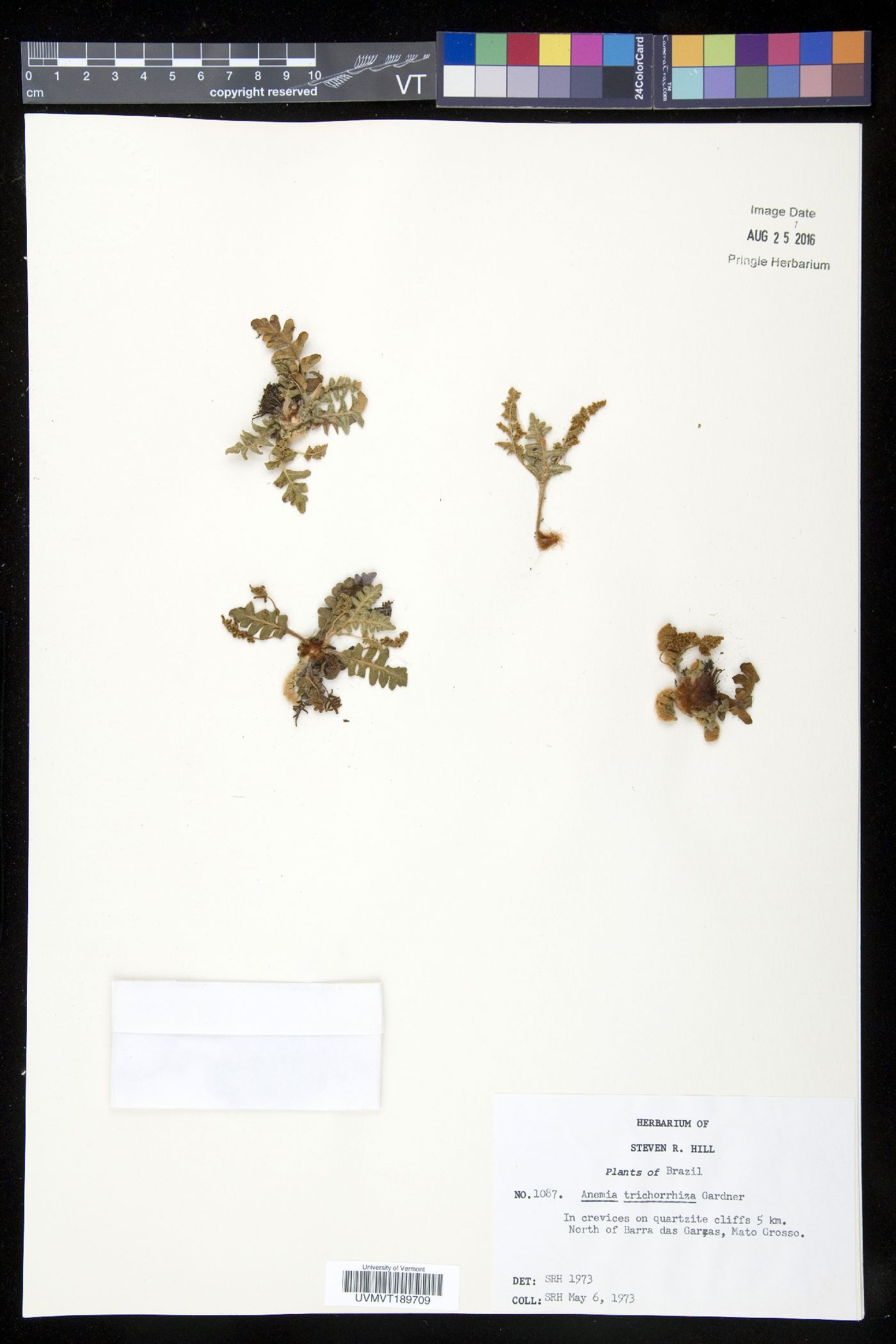 Anemia trichorhiza image