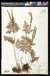 Anemia tomentosa image