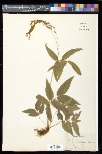 Anemia phyllitidis image