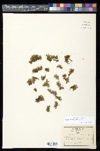 Azolla filiculoides image
