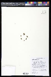 Azolla cristata image