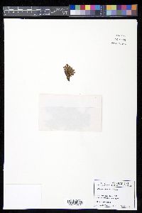 Azolla caroliniana image