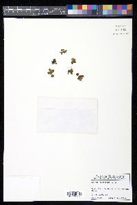 Salvinia rotundifolia image