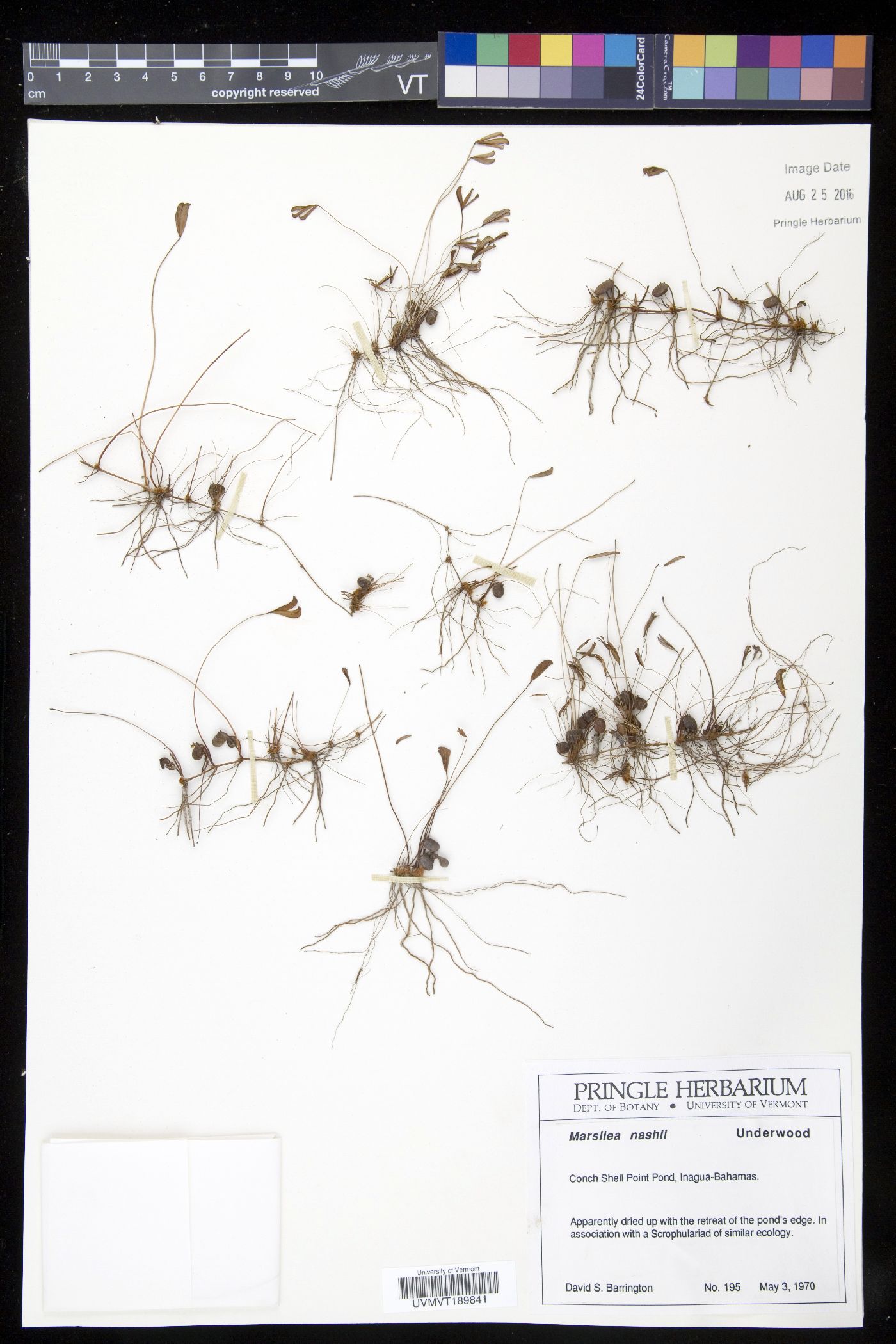 Marsilea nashii image