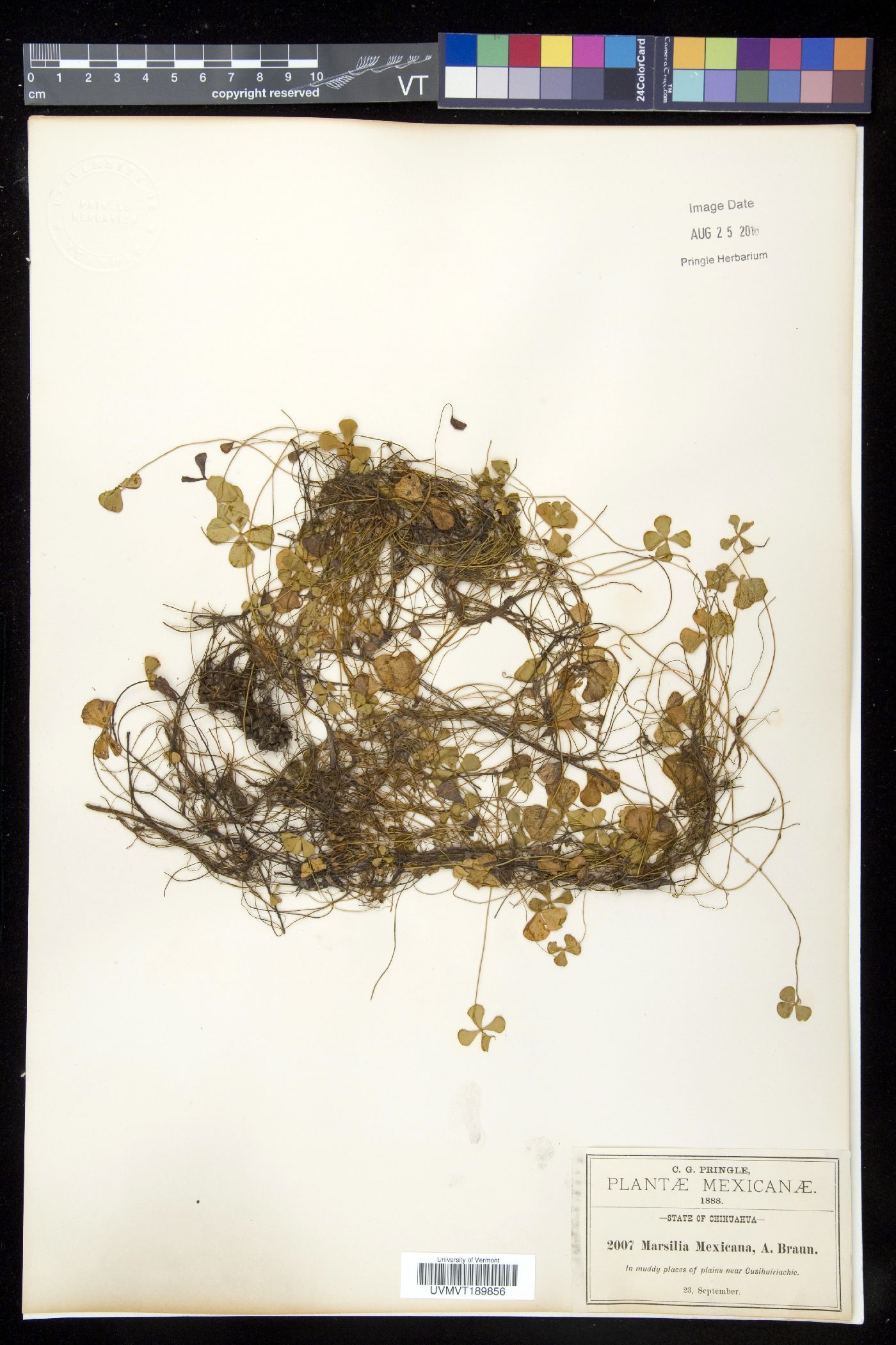 Marsilea ancylopoda image
